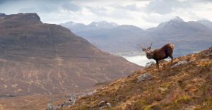 Scotland-1-elk-highlands