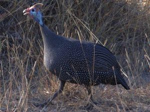 Helmeted_guineafowl_kruger00